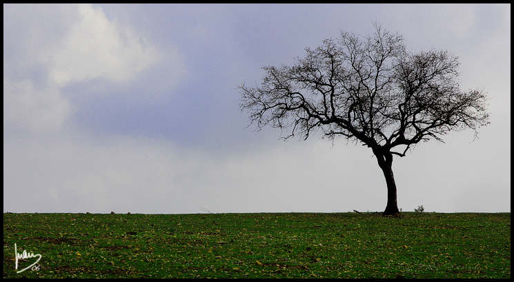 Quejigo entre el verde - jgarcía © 2006 -