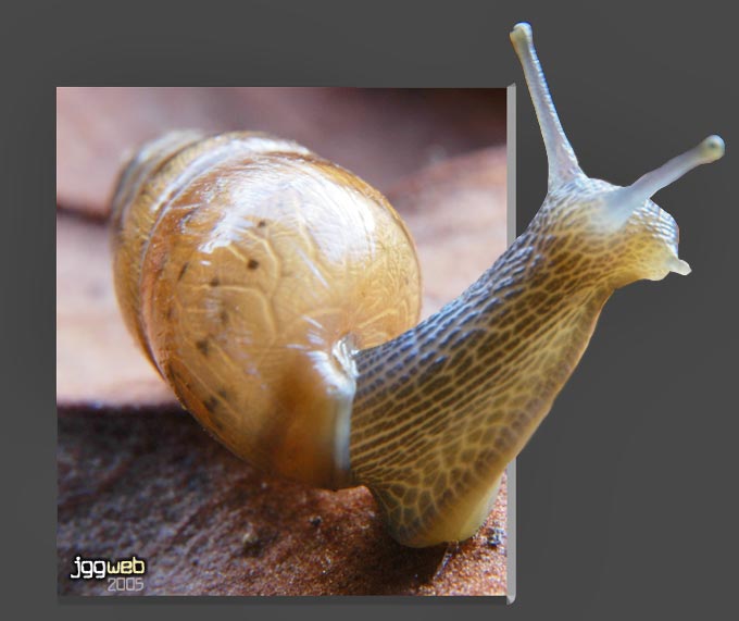 Caracol Fuera - jgarcía © 2005 -