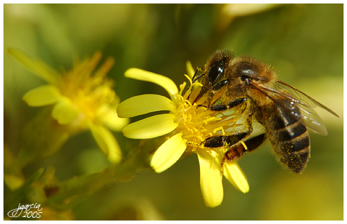 Abeja - jgarcía © 2005 -