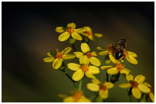 Abeja de Diego Sevilla