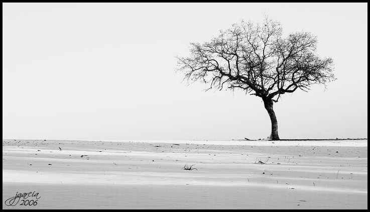 Quejigo entre la nieve - jgarcía © 2006 -