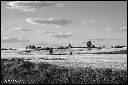 Campiña carloteña b/n - jgarcía © 2005