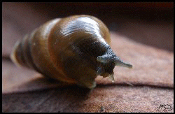 Salida del Caracol - jgarcía © 2005 -