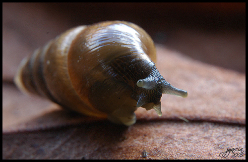 Caracol 1 - jgarcía © 2005 -