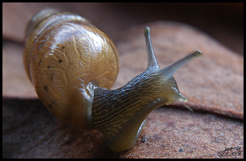 Caracol 4 - jgarcía © 2005 -