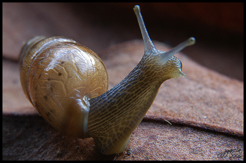 Caracol 5 - jgarcía © 2005 -