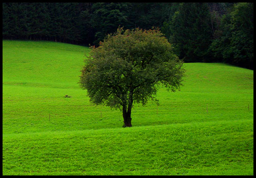 Árbol centrado - Opción no recomendada -