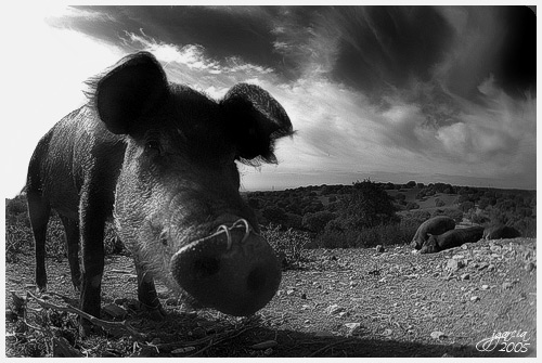 Cerdo Ibérico - jgarcía © 2005 -