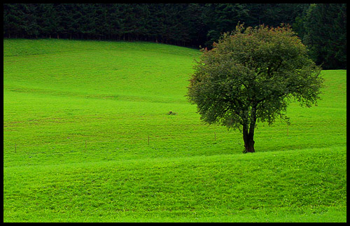 Árbol a la derecha - Opción recomendada -