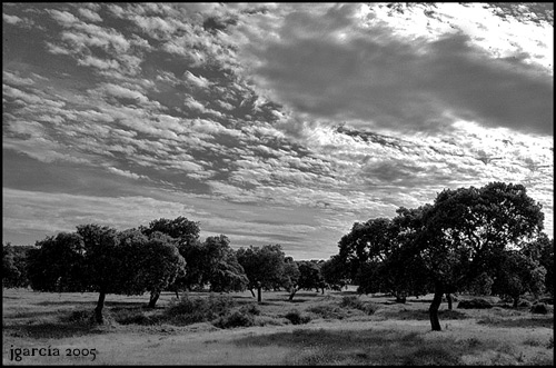 Encinas - jgarcía © 2005 -