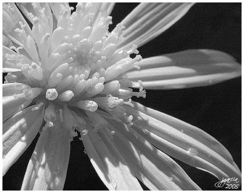 Flor en B/N - jgarcía © 2005 -