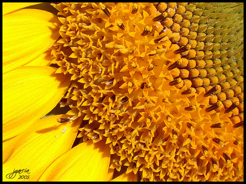 Girasol - jgarcía © 2005 -