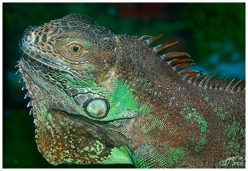 Iguana - jgarcía © 2005 -