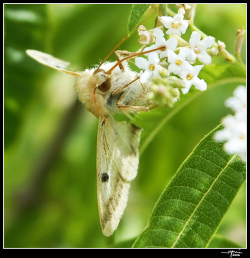 Almuerzo de Mariposa - jgarcía © 2006 -