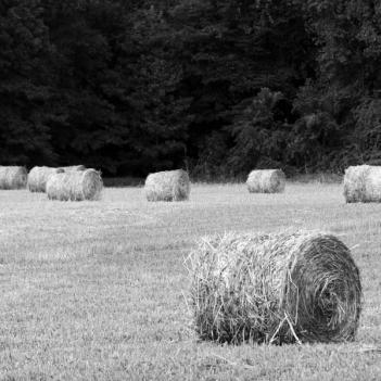 Hay Harvest Two de Luís Andrade © 2006 