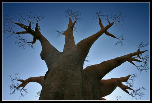 Baobab retocado por jgarcía