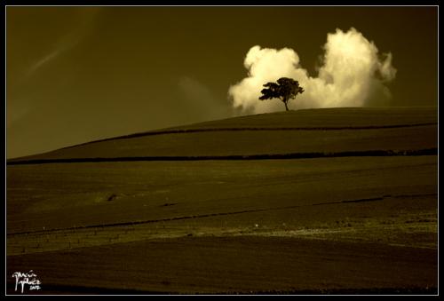 El último árbol del mundo - garcía gálvez © 2007 -