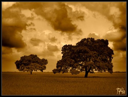 Dos Encinas - garcía gálvez © 2007 -