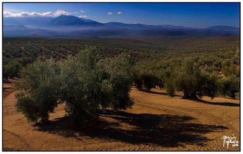 Mar de Olivos - garcía gálvez © 2007 -