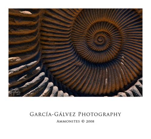 Amonites · garcía-gálvez © 2008 ·