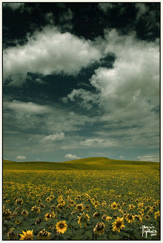 Campo de Girasoles · garcía-gálvez © 2008 ·