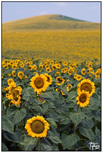 Girasoles 2 · garcía-gálvez © 2008 ·