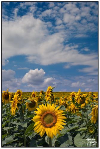 Girasoles 3 · garcía-gálvez © 2008 ·