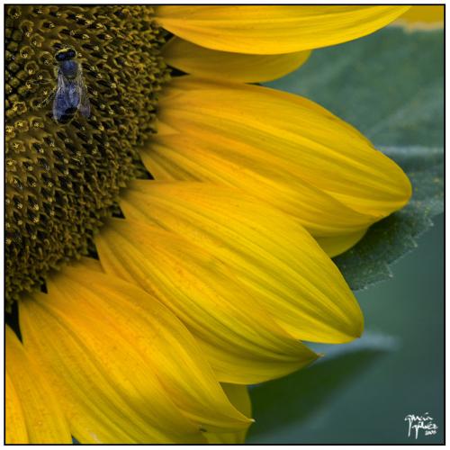 Girasoles 7 · garcía-gálvez © 2008 ·