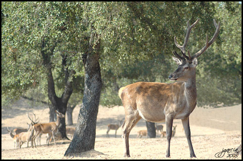 Venado - jgarcía © 2005 -