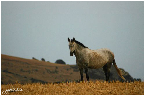 Caballo en el horizonte - jgarcía © 2005 -