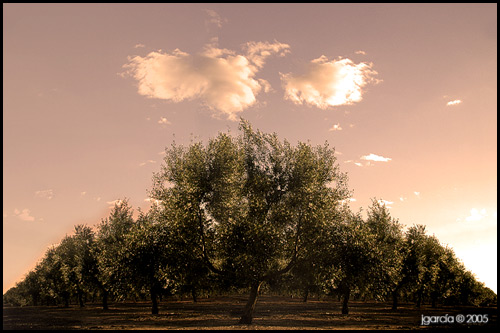 Olivar jgarcía © 2005