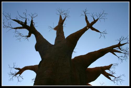 Baobab de Roberto Cañavate