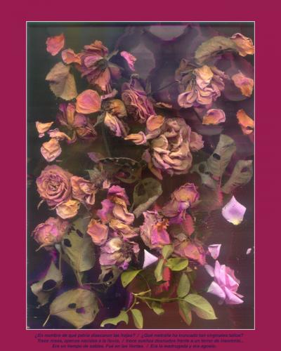 Trece rosas (composición y poesía) - © Rafa Montes -